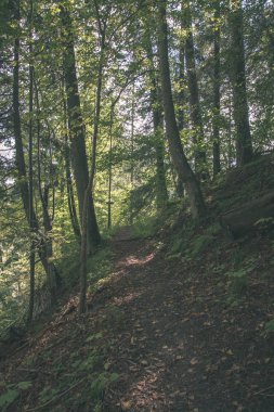 Sonbahar ormandaki ağaç dalları ile parlayan güneş ışığı 