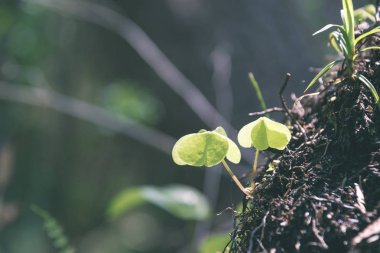 belirsiz doğa orman Ayrıntılar görünümünü kapat