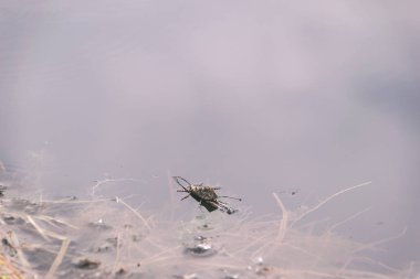 lakeside plaj detayları zemin doğal görünümü