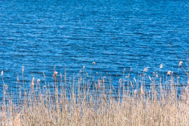 lakeside plaj detayları zemin doğal görünümü