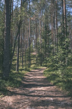 turist patika yeşil ormanda yürümek doğal görünümü