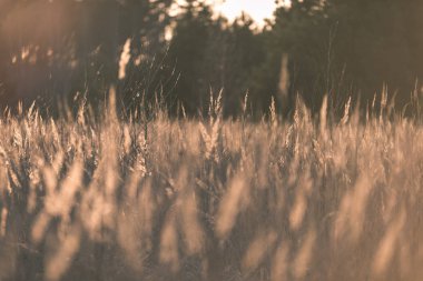 Yaz aylarında ekili buğday alanının doğal görünümü