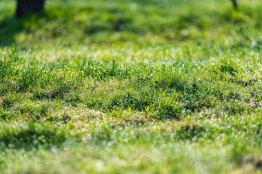 geç sonbahar kırsal manzara doğal görünümü