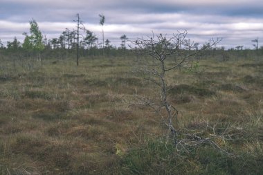 Sonbahar ormandaki ağaçlar doğal görünümünü
