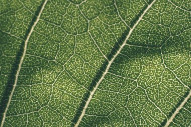 Yaprak yeşil doku görünümü kapatın