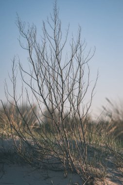 Sonbahar ormandaki ağaç dalları yukarıya kapatmak