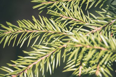 Orman Doğa ayrıntılara kadar kapatın