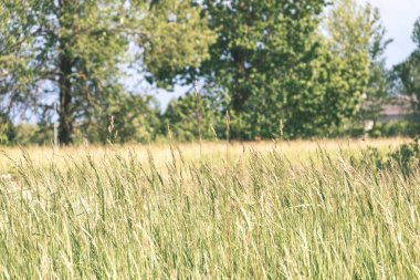 geç sonbahar kırsal manzara doğal görünümü