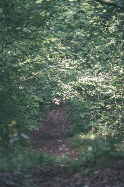 turist patika yeşil ormanda yürümek doğal görünümü