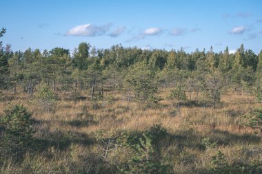 Sonbahar ormandaki ağaçlar doğal görünümünü