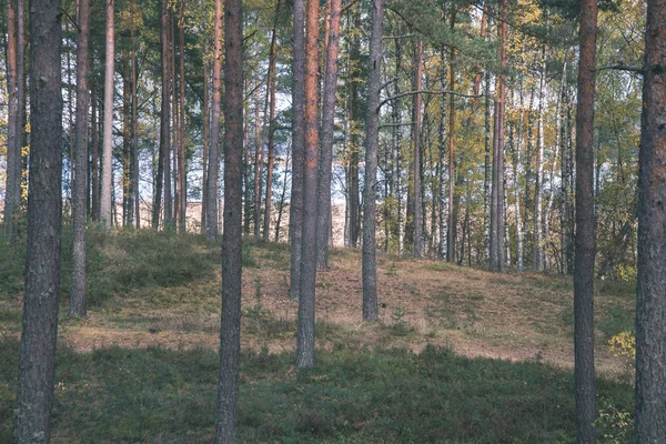 Vue Panoramique Belle Forêt Automne — Photo