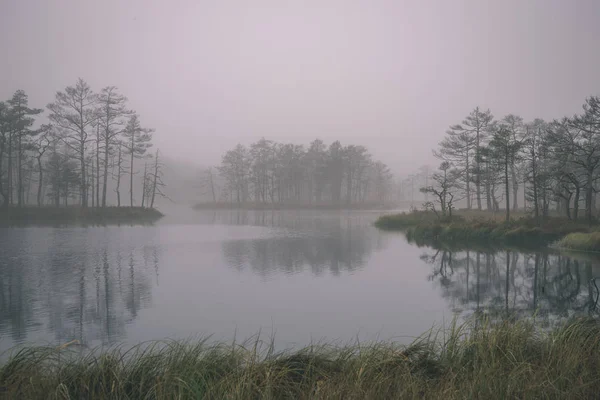 Bela Vista Panorâmica Manhã Enevoada Área Pântano — Fotografia de Stock