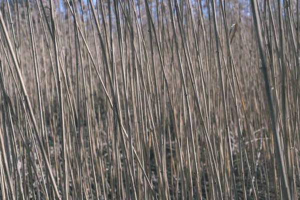 Полная Рамка Сухой Травы — стоковое фото