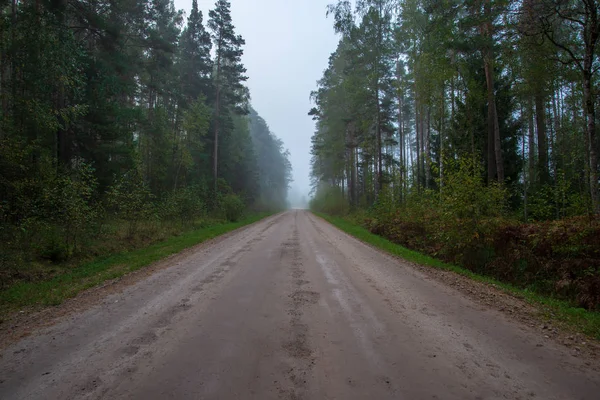 Camino Vacío Con Grandes Árboles Ambos Lados Letonia —  Fotos de Stock