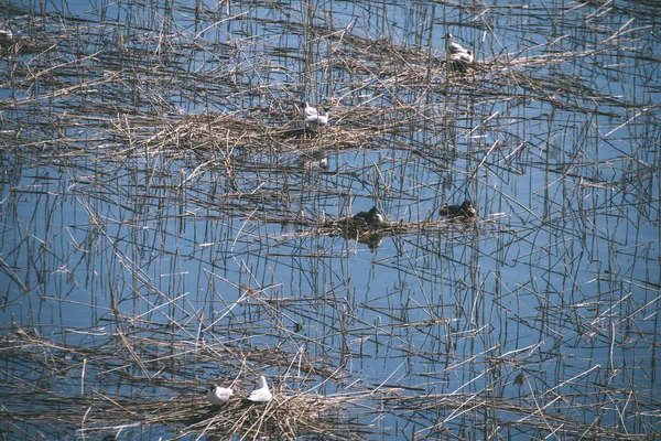 Vue Panoramique Des Oiseaux Sauvages Dans Habitat Naturel — Photo