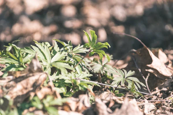 Vue Rapprochée Des Détails Non Spécifiques Forêt Naturelle — Photo