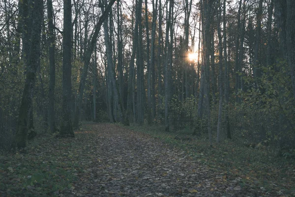 Herbstliche Waldlandschaft Mit Bäumen Und Nebligem Wetter — Stockfoto