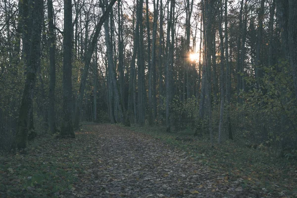 Paysage Forestier Automne Avec Arbres Temps Brumeux — Photo