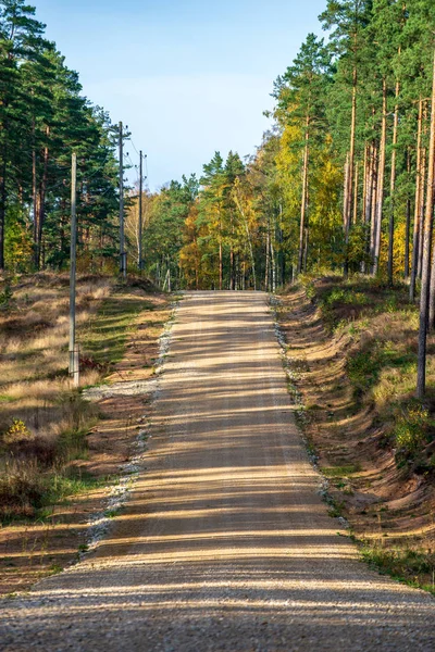 Empty Road Large Trees Both Sides Latvia — Stock Photo, Image