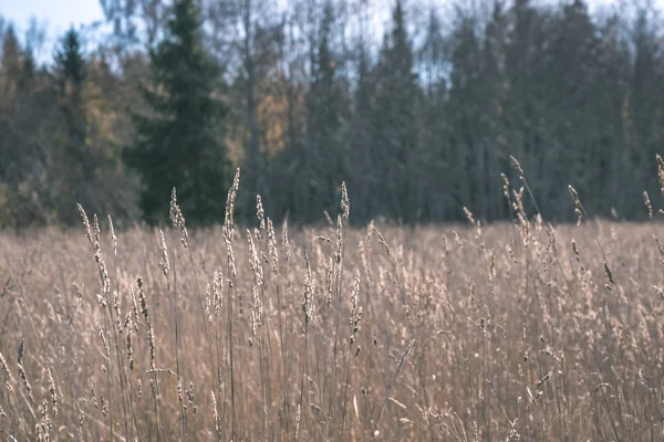 夏に栽培されている小麦畑の美しい景色 — ストック写真