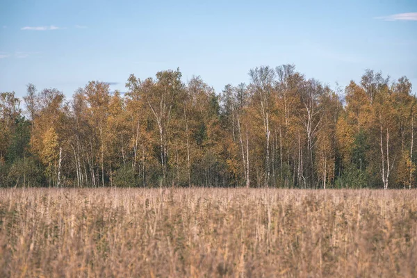 秋の森林景観の色の木と田園地帯に霧の天気 — ストック写真