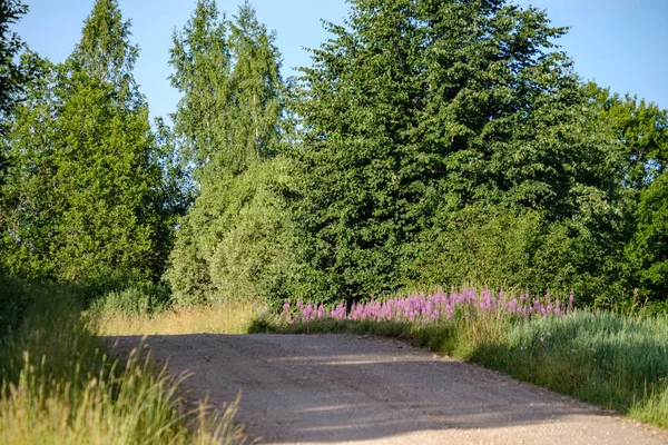 Camino Vacío Con Grandes Árboles Ambos Lados Letonia — Foto de Stock