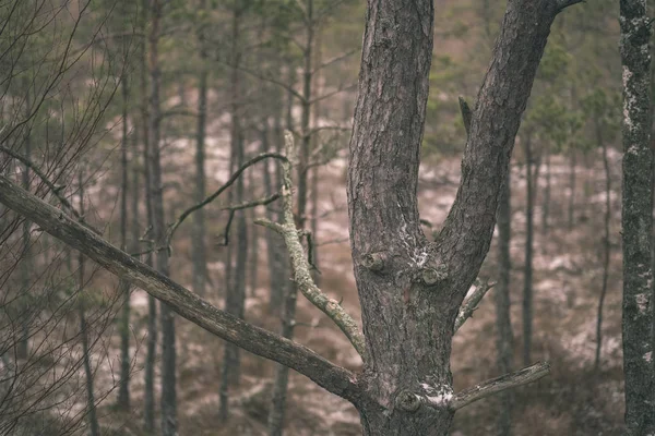 Scenic View Pine Tree Forest Winter — Stock Photo, Image