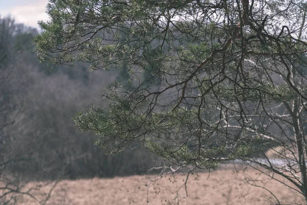 Vue Rapprochée Forêt Nature Détails — Photo