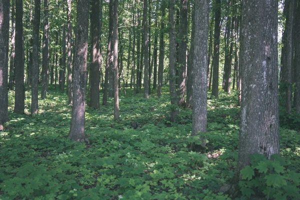 Malerischer Blick Auf Schönen Wald Sommer — Stockfoto