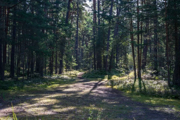 Estrada Vazia Com Grandes Árvores Ambos Lados Letónia — Fotografia de Stock