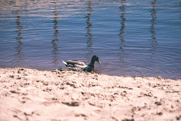 Aussichtsreiche Aussicht Auf Wildenten Natürlichem Lebensraum — Stockfoto