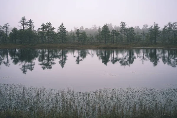 Krásné Malebné Pohled Mlhavé Ráno Bažině Oblasti — Stock fotografie