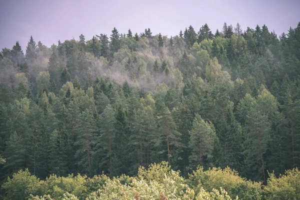 Paisaje Del Bosque Otoñal Con Árboles Colores Clima Brumoso — Foto de Stock