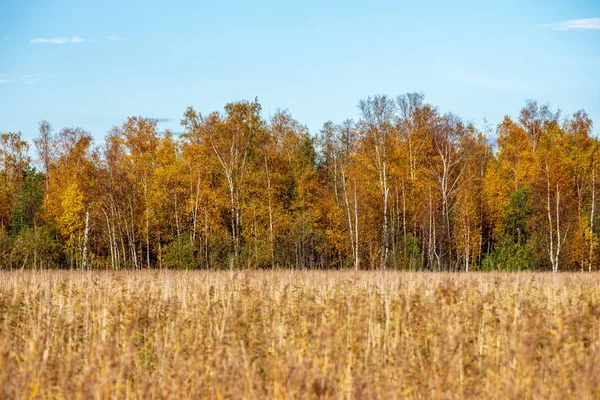 Scenic View Autumn Forest Landscape — Stock Photo, Image