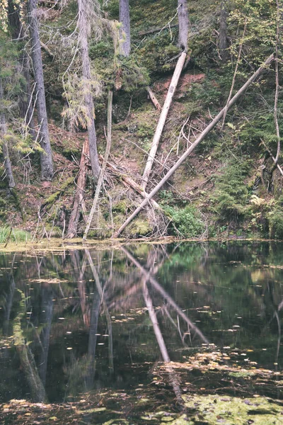 Сухих Дерев Самотності Червоного Пісковика Скелі Річки Гауя Латвії — стокове фото
