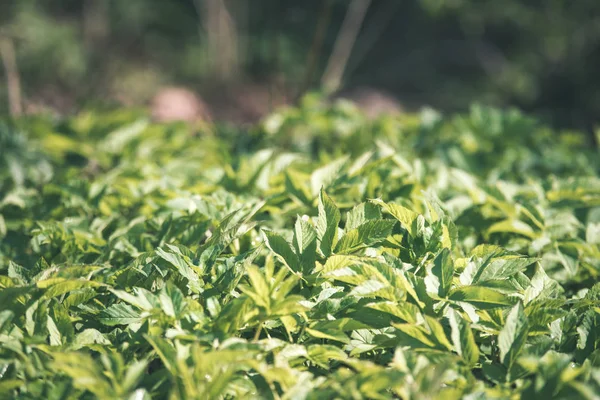 Vue Rapprochée Des Plantes Avec Des Feuilles Vertes Comme Toile — Photo