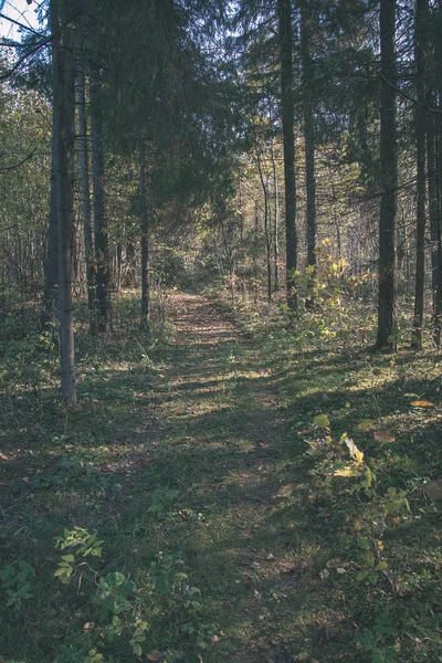 Vista Panoramica Della Bellissima Foresta Autunnale — Foto Stock