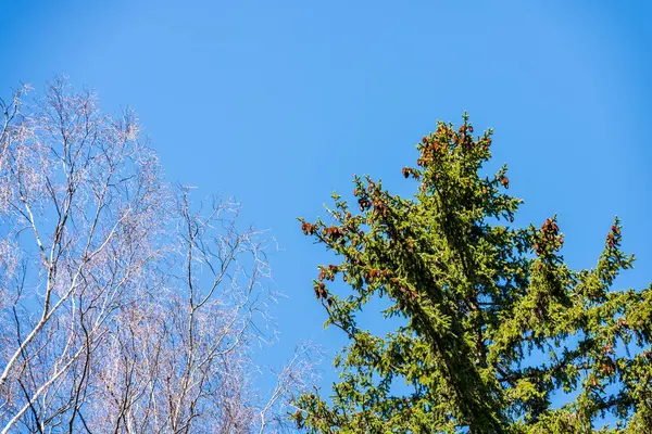 Εσωτερικη Κλαδιά Δέντρων Φθινοπωρινό Δάσος — Φωτογραφία Αρχείου