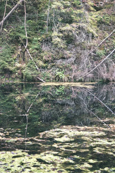 Suché Stromy Samoty Červené Pískovcové Skály Řeka Gauja Lotyšsku — Stock fotografie