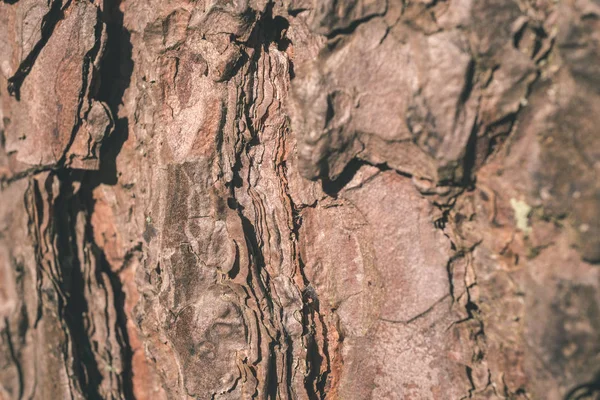 Tutup Tilikan Tekstur Pohon Kering Lama Sebagai Latar Belakang — Stok Foto
