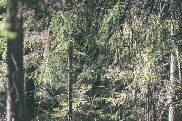 Εσωτερικη Κλαδιά Δέντρων Φθινοπωρινό Δάσος — Φωτογραφία Αρχείου