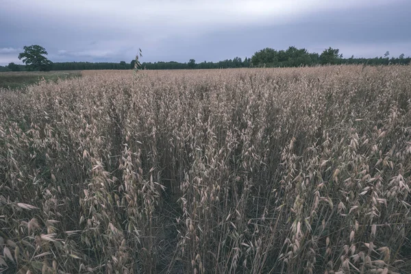 Scenic View Cultivated Wheat Field Summer — Stock Photo, Image