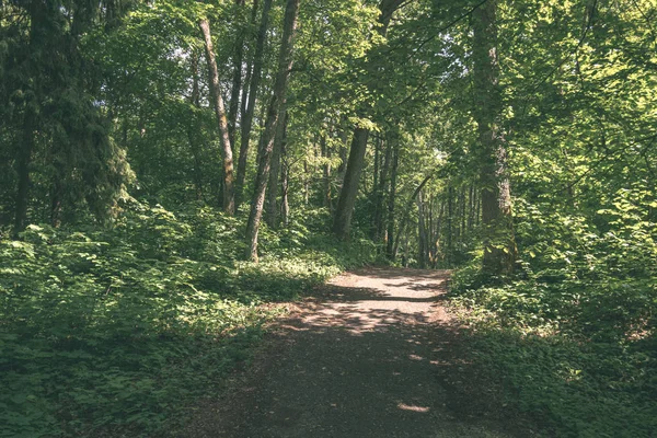 Aussichtsreiche Aussicht Auf Touristischen Fußweg Grünen Wald — Stockfoto