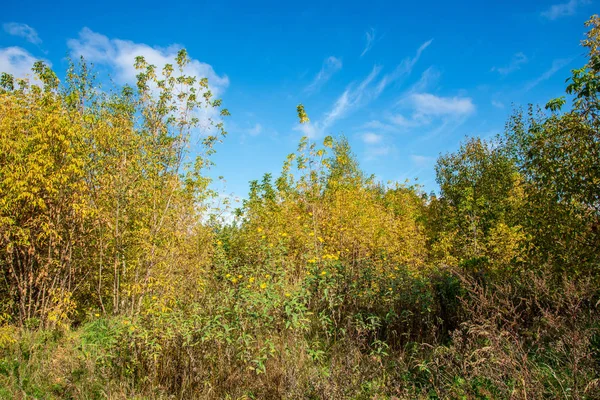 秋の森の木々 の美しい景色 — ストック写真
