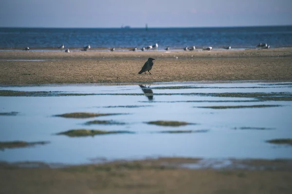 Vista Panorâmica Das Aves Selvagens Habitat Natural — Fotografia de Stock