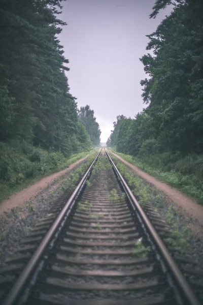 Üres Vasúti Síneket Zöld Fák Ezen Környéken Ködös Erdő — Stock Fotó