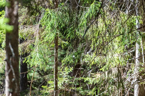 Fermer Les Branches Arbres Dans Forêt Automne — Photo