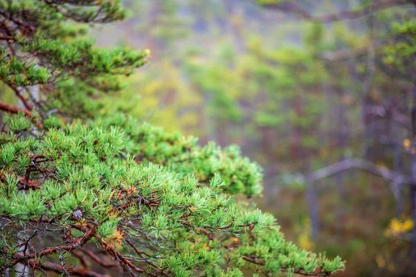 Close View Green Tree Autumn Forest — Stock Photo, Image