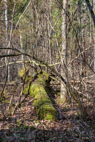 Festői Kilátás Nyílik Gyönyörű Őszi Erdőben — Stock Fotó