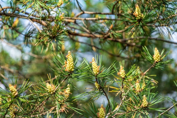 Fechar Galhos Árvores Floresta Outono — Fotografia de Stock